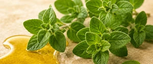 Aceite de orégano